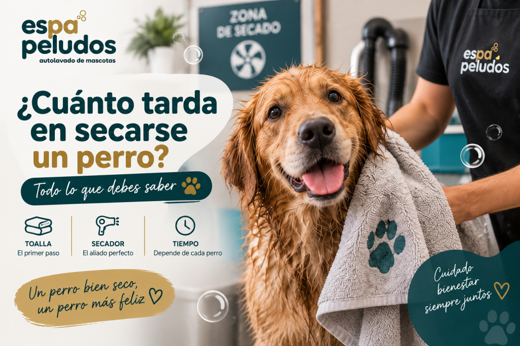 ¿Cuánto tarda en secarse un perro?